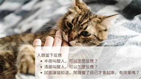 幼貓一直叫要理他嗎|【貓咪叫聲分析】7 種貓叫聲意思，3 秒知道貓咪一直。